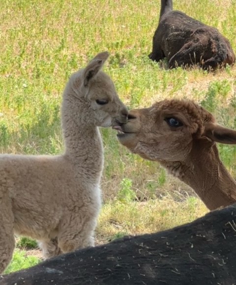 Gina kissing her boy Giovanni